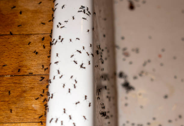 Best Best Pest Control Companies  in Oakland, IA
