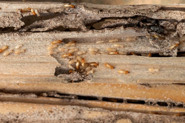 Pest Control Cost in Oakland, IA